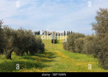 Des oliviers bordent le chemin à travers des champs verdoyants en Toscane. Au loin, une villa se trouve au sommet d'une colline, entourée de cyprès sous une lumière Banque D'Images