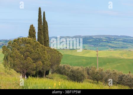 Magnifique paysage présentant des collines verdoyantes et de grands cyprès sous un ciel dégagé. La campagne sereine offre une retraite paisible, accueillante Banque D'Images