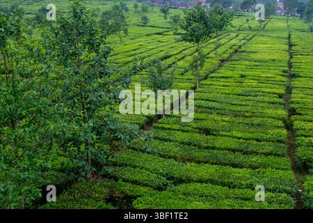 Plantation de thé luxuriante, rangées de buissons de thé vert, cultivés pour la production de thé. Banque D'Images