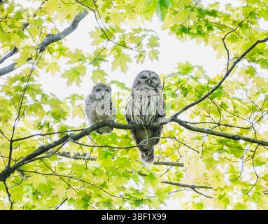 Mère de chouette barrée et chouette perchée sur une branche d'arbre le jour du printemps. Banque D'Images