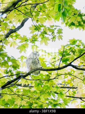 Chouette barrée perchée sur une branche d'arbre dans la forêt le jour du printemps. Banque D'Images