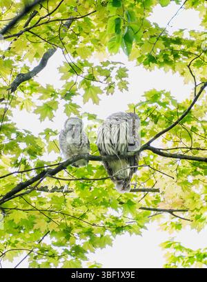 Mère de chouette barrée et chouette perchée sur une branche d'arbre le jour du printemps. Banque D'Images