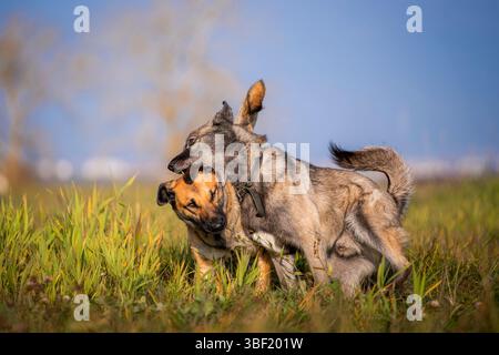 Deux chiens jouant sur un terrain d'herbe verte Banque D'Images