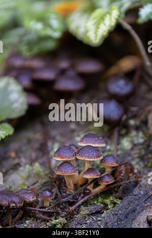 Champignons sauvages à chapeau de brique poussant sur le tronc d'arbre dans une forêt tropicale humide Banque D'Images