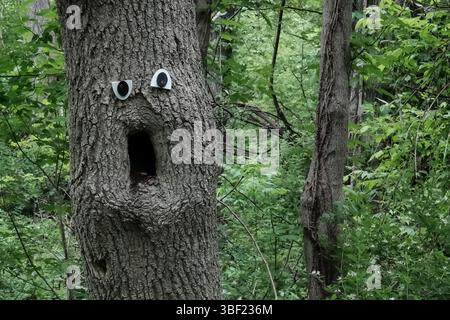 Un arbre le long d'un chemin dans le parc historique d'État Old Erie canal a un visage étonnamment expressif grâce à un creux naturel et certains bien placés Banque D'Images