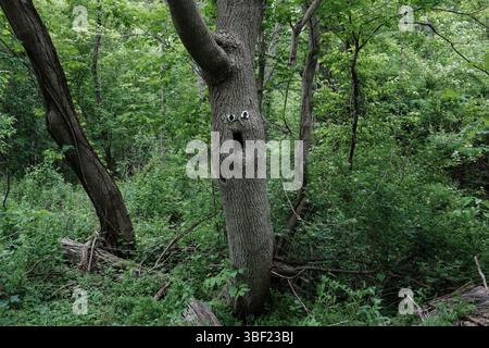 Un arbre le long d'un chemin dans le parc historique d'État Old Erie canal a un visage étonnamment expressif grâce à un creux naturel et certains bien placés Banque D'Images