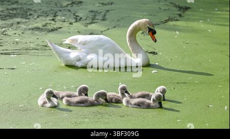 Brighton UK 30 mai 2025 - Un Cygne muet avec leurs cygnets profiter d'une pagaie sur l'étang de Queens Park sur une belle belle soirée ensoleillée en début de soirée à Brighton : crédit Simon Dack / Alamy Live News Banque D'Images