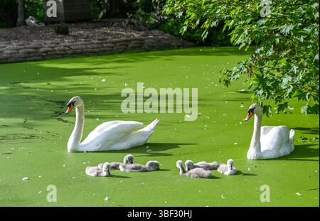 Brighton UK 30 mai 2025 - les cygnes muets avec leurs cygnets profitent d'une pagaie sur l'étang de Queens Park sur une belle belle soirée ensoleillée en début de soirée à Brighton : crédit Simon Dack / Alamy Live News Banque D'Images