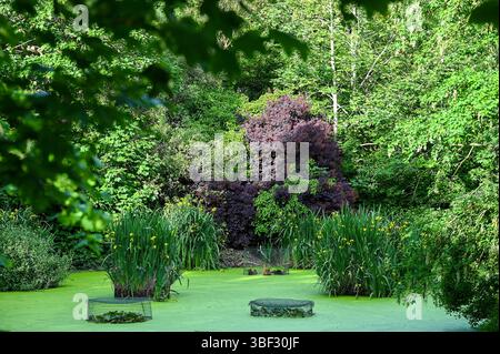 Brighton UK 30 mai 2025 - Une belle soirée ensoleillée au Queens Park étang à Brighton : crédit Simon Dack / Alamy Live News Banque D'Images