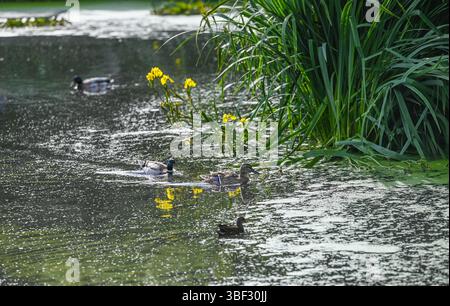 Brighton UK 30 mai 2025 - les canards profitent d'une pagaie sur l'étang Queens Park à Brighton par un beau début de soirée ensoleillé : crédit Simon Dack / Alamy Live News Banque D'Images