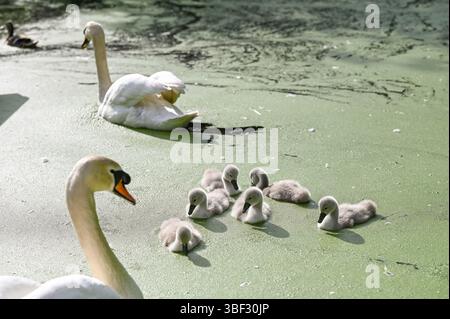 Brighton UK 30 mai 2025 - les cygnes muets avec leurs cygnets profitent d'une pagaie sur l'étang de Queens Park sur une belle belle soirée ensoleillée en début de soirée à Brighton : crédit Simon Dack / Alamy Live News Banque D'Images