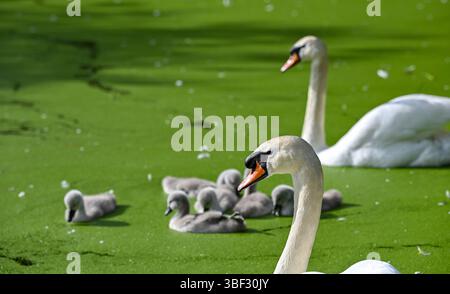 Brighton UK 30 mai 2025 - les cygnes muets avec leurs cygnets profitent d'une pagaie sur l'étang de Queens Park sur une belle belle soirée ensoleillée en début de soirée à Brighton : crédit Simon Dack / Alamy Live News Banque D'Images
