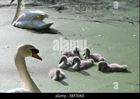 Brighton UK 30 mai 2025 - les cygnes muets avec leurs cygnets profitent d'une pagaie sur l'étang de Queens Park sur une belle belle soirée ensoleillée en début de soirée à Brighton : crédit Simon Dack / Alamy Live News Banque D'Images