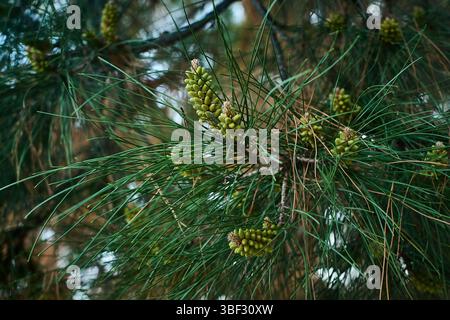 Jeunes pousses de pin vert sur des branches de pin parmi de longues aiguilles à Tachkent au printemps Banque D'Images