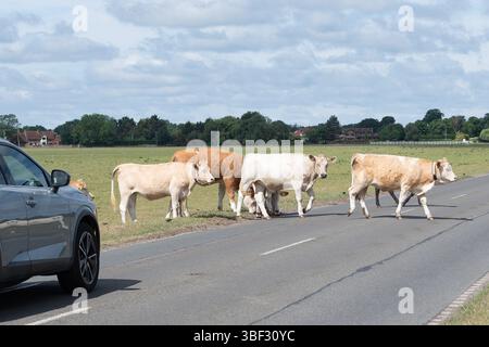 Dorney, Buckinghamshire, Royaume-Uni. 30 mai 2025. La plupart des conducteurs attendent patiemment alors que les bovins parcourent la B3026 sur Dorney Common dans le Buckinghamshire. Les bovins ont été équipés de colliers réfléchissants pour tenter de les voir la nuit. Les colliers ont été payés par les habitants qui ont fait un don à une campagne Go-FundMe qui a permis de récolter 2 700 £. Tragiquement, une autre vache a subi des blessures catastrophiques plus tôt ce mois-ci lorsqu'elle a été heurtée par un véhicule alors qu'elle traversait la route et a dû être déposée par un vétérinaire. Dorney Common est utilisé à des fins agricoles depuis plus de mille ans. Dorney Common Far Banque D'Images