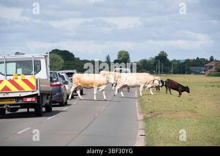 Dorney, Buckinghamshire, Royaume-Uni. 30 mai 2025. La plupart des conducteurs attendent patiemment alors que les bovins parcourent la B3026 sur Dorney Common dans le Buckinghamshire. Les bovins ont été équipés de colliers réfléchissants pour tenter de les voir la nuit. Les colliers ont été payés par les habitants qui ont fait un don à une campagne Go-FundMe qui a permis de récolter 2 700 £. Tragiquement, une autre vache a subi des blessures catastrophiques plus tôt ce mois-ci lorsqu'elle a été heurtée par un véhicule alors qu'elle traversait la route et a dû être déposée par un vétérinaire. Dorney Common est utilisé à des fins agricoles depuis plus de mille ans. Dorney Common Far Banque D'Images