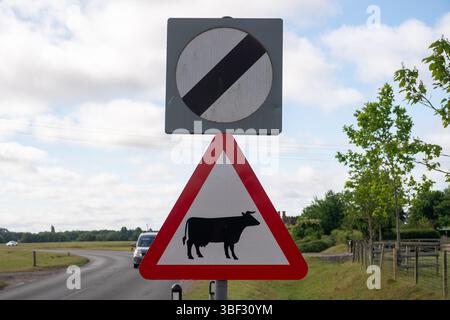 Dorney, Buckinghamshire, Royaume-Uni. 30 mai 2025. Les bovins de Dorney Common dans le Buckinghamshire ont été équipés de colliers réfléchissants afin de les aider à être vus la nuit. Les colliers ont été payés par les habitants qui ont fait un don à une campagne Go-FundMe qui a permis de récolter 2 700 £. Tragiquement, une autre vache a subi des blessures catastrophiques plus tôt ce mois-ci lorsqu'elle a été heurtée par un véhicule alors qu'elle traversait la route et a dû être déposée par un vétérinaire. Dorney Common est utilisé à des fins agricoles depuis plus de mille ans. Mme Michelle Bosher, agricultrice de Dorney Common, plaide auprès du conseil du Buckinghamshire auprès du dr. Banque D'Images