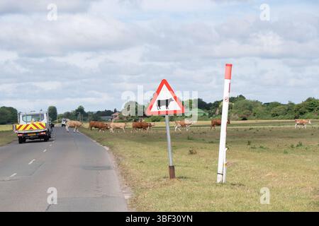 Dorney, Buckinghamshire, Royaume-Uni. 30 mai 2025. La plupart des conducteurs attendent patiemment alors que les bovins parcourent la B3026 sur Dorney Common dans le Buckinghamshire. Les bovins ont été équipés de colliers réfléchissants pour tenter de les voir la nuit. Les colliers ont été payés par les habitants qui ont fait un don à une campagne Go-FundMe qui a permis de récolter 2 700 £. Tragiquement, une autre vache a subi des blessures catastrophiques plus tôt ce mois-ci lorsqu'elle a été heurtée par un véhicule alors qu'elle traversait la route et a dû être déposée par un vétérinaire. Dorney Common est utilisé à des fins agricoles depuis plus de mille ans. Dorney Common Far Banque D'Images