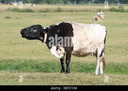 Dorney, Buckinghamshire, Royaume-Uni. 30 mai 2025. Les bovins de Dorney Common dans le Buckinghamshire ont été équipés de colliers réfléchissants afin de les aider à être vus la nuit. Les colliers ont été payés par les habitants qui ont fait un don à une campagne Go-FundMe qui a permis de récolter 2 700 £. Tragiquement, une autre vache a subi des blessures catastrophiques plus tôt ce mois-ci lorsqu'elle a été heurtée par un véhicule alors qu'elle traversait la route et a dû être déposée par un vétérinaire. Dorney Common est utilisé à des fins agricoles depuis plus de mille ans. Mme Michelle Bosher, agricultrice de Dorney Common, plaide auprès du conseil du Buckinghamshire auprès du dr. Banque D'Images