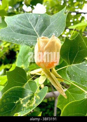 American Tuliptree Liriodendron tulipifera gros plan d'une jeune pousse printanière avec sa fleur distinctive en forme de tulipe Banque D'Images