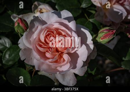 Fleurs de rose fleurissant dans un jardin botanique Banque D'Images