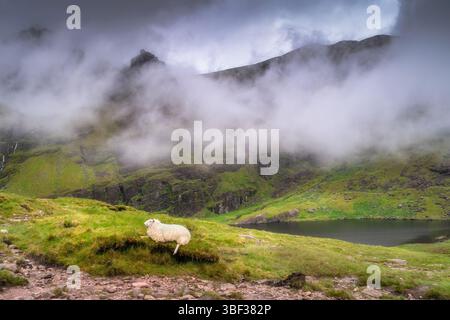 Un mouton solitaire pèle paisiblement sur les collines verdoyantes, avec la superbe montagne brumeuse Carrauntoohil qui se profile en arrière-plan, parfaitement captivante Banque D'Images