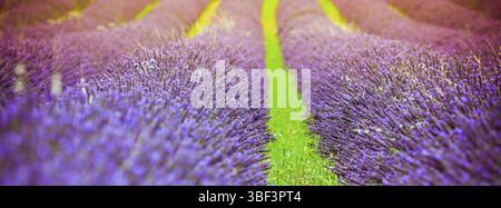 Coucher de soleil sur un champ de lavande d'été en Provence, France. Bannière longue et large Banque D'Images