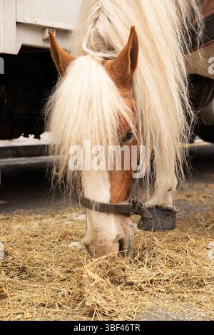 Mignon cheval gros plan mangeant du foin Banque D'Images