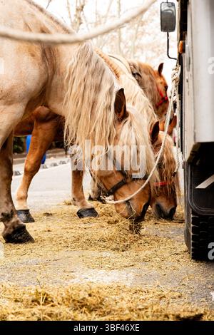 Chevaux mignons mangeant du foin après une journée de travail Banque D'Images