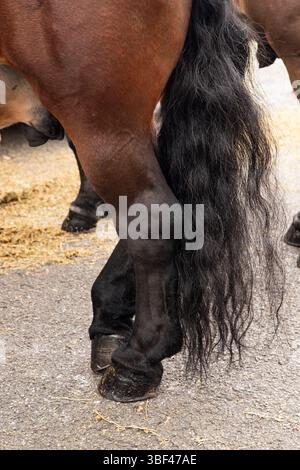 Gros plan sur les jambes du cheval, cheval brun Banque D'Images