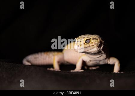 Gros plan d'un gecko eubléphar tacheté dans un éclairage de studio. Photo macro à côté de l'emplacement de l'animal pour le texte Banque D'Images