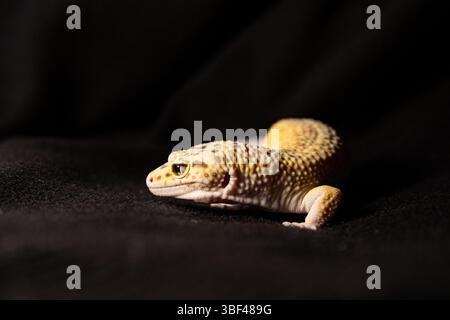 Eubléphar dans l'éclairage de studio, Macro photo à côté de l'endroit de l'animal pour le texte Banque D'Images