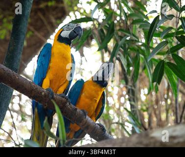 Macaws bleus et dorés en harmonie Banque D'Images