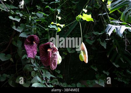 Fleur de Pipe du Hollandais sur un fond vert Aristolochia. Blossom avec des motifs complexes Banque D'Images