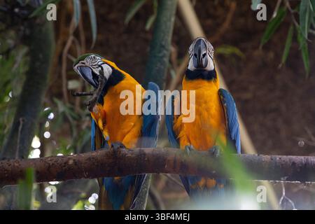 Macaws exotiques dans un cadre de forêt tropicale Banque D'Images