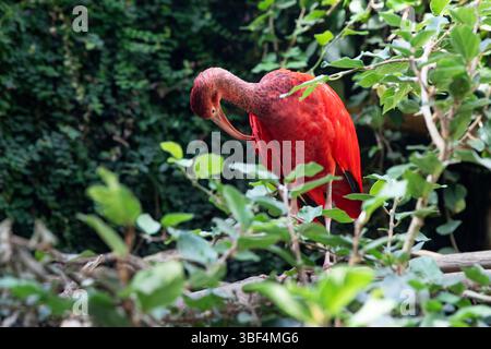 Scarlet ibis : une touche de couleurs éclatantes dans la nature Banque D'Images