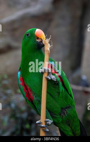 Gros plan d'un perroquet Eclectus saisissant un bâton de bambou avec ses petites pattes courbées. Oiseaux vert vif avec des plumes rouges et bleues contrastées sur le W. Banque D'Images
