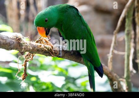 Le perroquet Eclectus roratus dépouille l'écorce d'un arbre. Vue de côté oiseau vert vif Banque D'Images