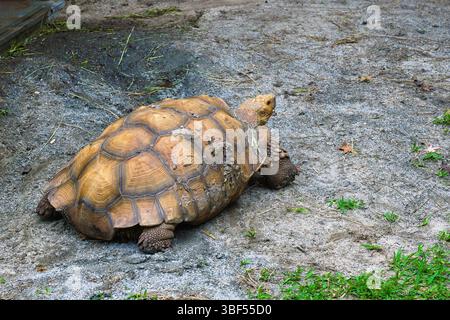 Une tortue africaine, avec des écailles proéminentes sur ses robustes membres antérieurs, rampant régulièrement à travers le sol, affichant une résilience ancienne. Banque D'Images