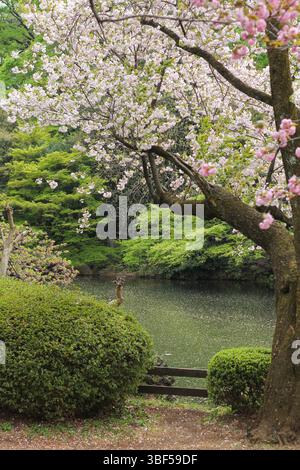 Les cerisiers en fleurs surplombent une rivière calme et verte à Shinjuku Gyoen, Tokyo. Les pétales flottent sur l'eau ; un moment de printemps calme et romantique au Japon Banque D'Images