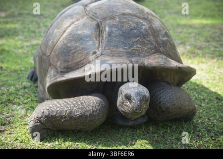 Aldabran tortue géante des Seychelles. Close up shot Banque D'Images