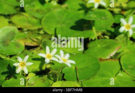 Gros plan sur un minuscule nénuphar flocon de neige ou une frange d'eau blanche parmi les couleurs vives Green Pads Banque D'Images