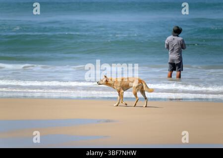 Dingo sur la plage marchant derrière un pêcheur dans l'océan, chassant pour la nourriture, K'Gari Fraser Island, Queensland Australie, 2024 Banque D'Images