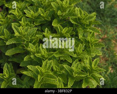 Plante de menthe avec de nombreuses feuilles vertes immaculées. Banque D'Images