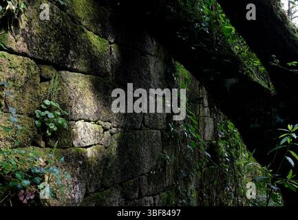 Mur mousseux d'un bâtiment abandonné dans une forêt Banque D'Images