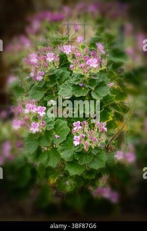 Portrait naturel de plante fleurie en gros plan de Geranium Sanguineum en floraison. Légitime, séduisant, étonnant, époustouflant, convaincant, éblouissant, audacieux Banque D'Images