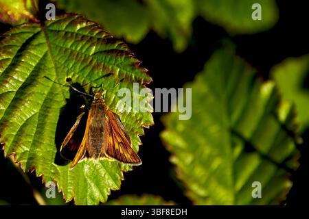 Femelle adulte unique Grand Skipper reposant sur la feuille de bramble au soleil brillant, Royaume-Uni Banque D'Images