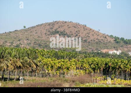 Les palmiers prospèrent dans un paysage vibrant rempli de végétation verte et de collines ondulantes sous un ciel clair. Banque D'Images