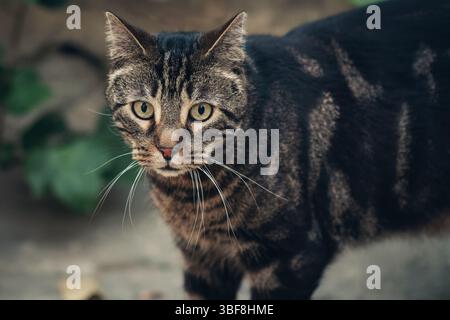 Chat tabby saisissant avec des rayures distinctives et des yeux vert vif regarde directement la caméra depuis son environnement extérieur. Banque D'Images