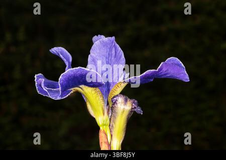 Gros plan de la fleur de l'iris drapeau sibérien, Iris sibirica 'Silver Edge' sur un fond noir. Banque D'Images